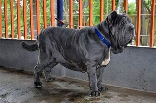 世界十大巨型犬排行榜排名(世界十大大型犬排名)插图3