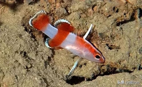 世界十大鱼缸品牌排行榜(中国鱼缸品牌十大排名)插图4