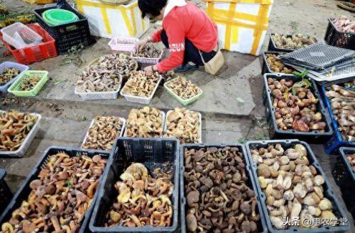 生菌的十大排行榜(天然益生菌十大排行榜)