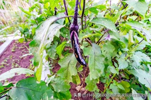 蓟县盘山酒店排名前十(蓟县盘山聚海缘)插图21 蓟县盘山酒店排名前十(蓟县盘山聚海缘)插图21