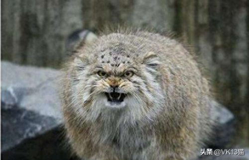 凶猛的猫十大排行榜(十大品牌猫)插图1