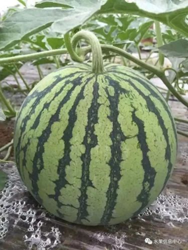 西瓜品种大小十大排行榜(露天西瓜哪个品种好)插图5