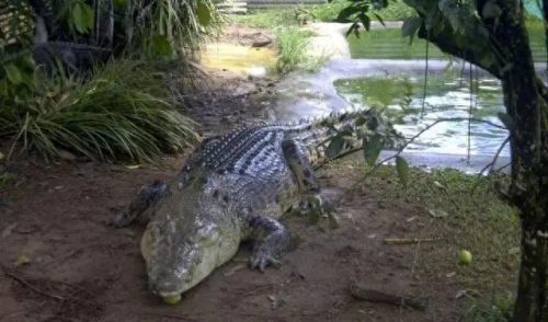 十大巨兽排行榜非洲野狮(以前最厉害的巨狮排行)插图8