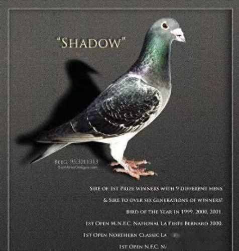 小信鸽品种十大排行榜(信鸽排名前十名品种)插图5