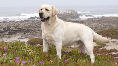 十大最建议养的狗排行榜(女儿13岁初中适合养狗吗)插图1