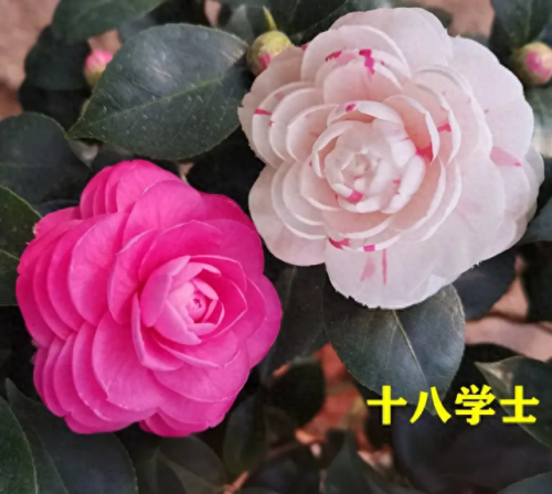 春节摆花卉十大排行榜(春节花卉宣传语)插图1