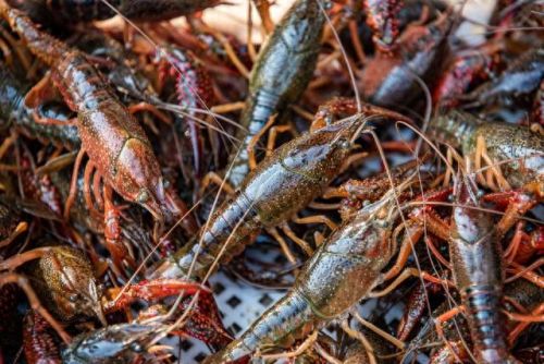 十大暴利养殖业排行榜(十大紧缺养殖业)插图