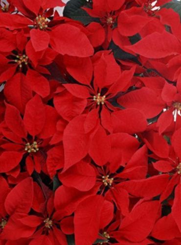 十大药用花排行榜图片及价格(娄娄花的药用价值)插图7