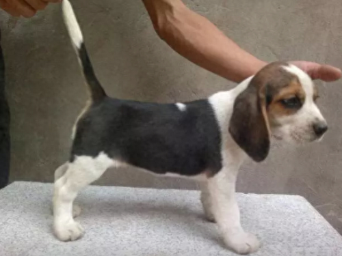 十大最喜欢养的狗狗排行榜(比较推荐养的十大狗狗)插图8