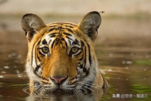 濒危动物十大排行榜(濒危动物名录)插图3 濒危动物十大排行榜(濒危动物名录)插图3