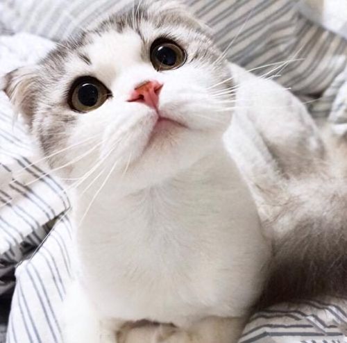 独居养猫品种排名前十(独居上班族适合养猫么)插图8 独居养猫品种排名前十(独居上班族适合养猫么)插图8