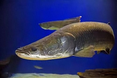 十大凶猛观赏鱼排行榜(最凶猛的淡水鱼观赏鱼)插图1 十大凶猛观赏鱼排行榜(最凶猛的淡水鱼观赏鱼)插图1