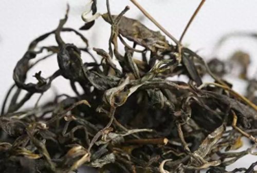 国内古老茶树排名前十(云南最古老的茶树在什么茶区)插图7 国内古老茶树排名前十(云南最古老的茶树在什么茶区)插图7