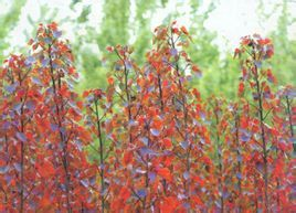 世界绿化速度排名前十(世界上最快的速度排名)插图8 世界绿化速度排名前十(世界上最快的速度排名)插图8