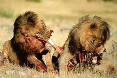 十大巨兽排行榜非洲野狮(以前最厉害的巨狮排行)插图15