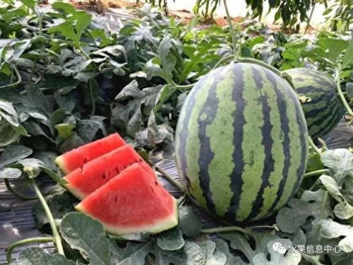 西瓜品种大小十大排行榜(露天西瓜哪个品种好)插图11