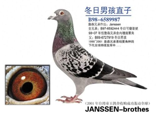 小信鸽品种十大排行榜(信鸽排名前十名品种)插图7