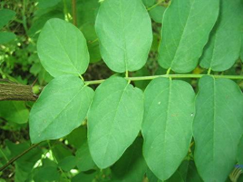 世界绿化速度排名前十(世界上最快的速度排名)