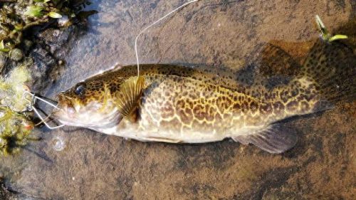 十大土豪鱼排行榜最新视频(雷龙鱼十大禁忌)插图13