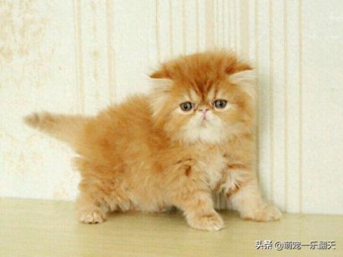 十大可爱小猫品种排行榜(名贵小猫的种类)插图1