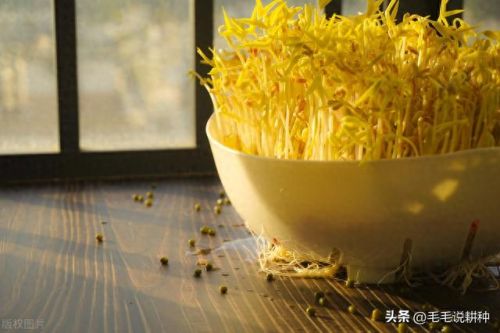 室内蔬菜十大排行榜图片(十大止咳蔬菜排行榜)插图6