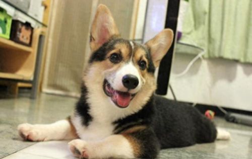 十大最幸运的狗品种排行榜(最厉害的狗的品种排名)插图9 十大最幸运的狗品种排行榜(最厉害的狗的品种排名)插图9