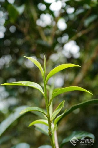 澜沧小众景点排名前十(澜沧东回景点)插图8 澜沧小众景点排名前十(澜沧东回景点)插图8