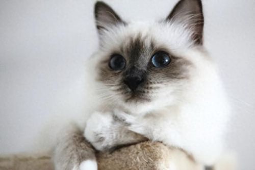 独居养猫品种排名前十(独居上班族适合养猫么)插图5 独居养猫品种排名前十(独居上班族适合养猫么)插图5