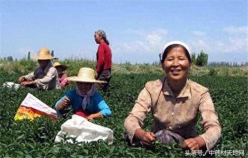 全球薄荷产量排名前十(薄荷全世界一年产量有多少)插图4