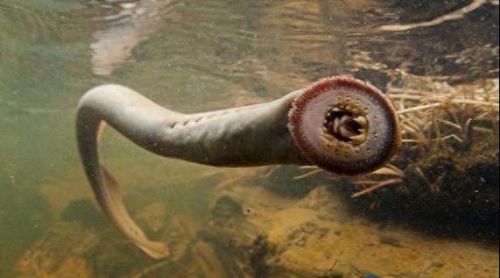 动物排行榜之十大动物祖先(十大古老动物排行榜)插图6 动物排行榜之十大动物祖先(十大古老动物排行榜)插图6