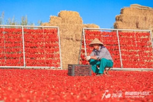 国内辣椒种植排名前十(各省种植辣椒量排名)插图2