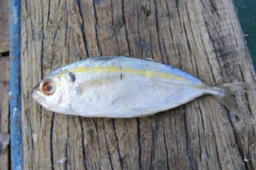 福建鱼肉销量排名前十(最便宜的鱼肉排名)插图2 福建鱼肉销量排名前十(最便宜的鱼肉排名)插图2