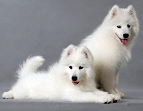 新手养狗狗十大排行榜(比较推荐养的十大狗狗)插图7 新手养狗狗十大排行榜(比较推荐养的十大狗狗)插图7