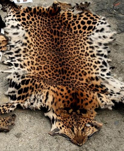 大地最强动物排名前十(大地鹰王)插图4 大地最强动物排名前十(大地鹰王)插图4