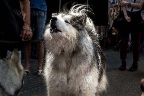 十大最吵架的狗排行榜名字(十大最委屈的狗排名)插图6 十大最吵架的狗排行榜名字(十大最委屈的狗排名)插图6
