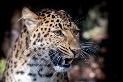 大地最强动物排名前十(大地鹰王)插图10 大地最强动物排名前十(大地鹰王)插图10