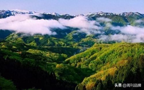 周至民营酒厂排名前十(周至有钱人名单)插图