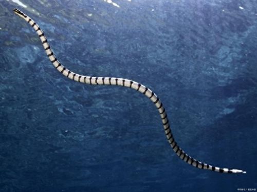 热带雨林十大蛇排行榜(农村十大土蛇)插图4