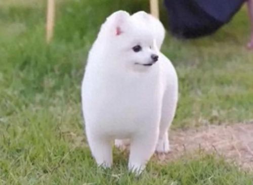 狗狗土狗寿命十大排行榜(土狗为什么寿命这么长)插图6 狗狗土狗寿命十大排行榜(土狗为什么寿命这么长)插图6