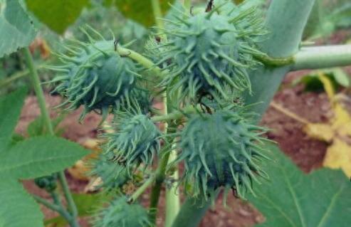 世界上十大剧毒植物排行榜(能通过皮肤吸收的剧毒)插图2