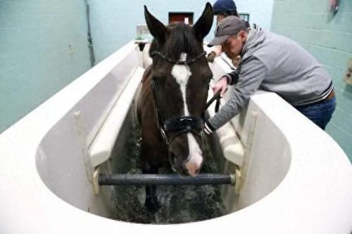 马术运动名校排名前十(马术专业大学排名)插图16 马术运动名校排名前十(马术专业大学排名)插图16