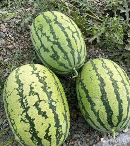 西瓜品种大小十大排行榜(露天西瓜哪个品种好)插图21