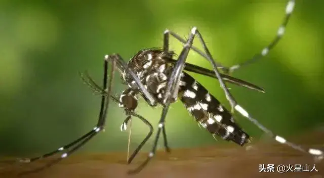 世界十大致命昆虫物排行榜(世界上最毒的10种昆虫)