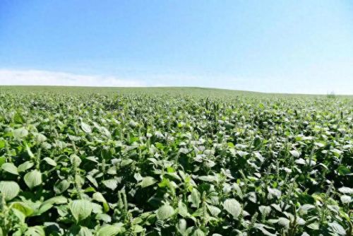 苏籽油十大排行榜(元宝枫籽油是国家认可的吗)插图1