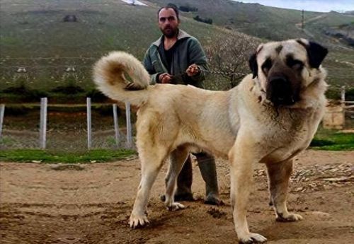 世界十大巨型犬排行榜排名(世界十大大型犬排名)插图8