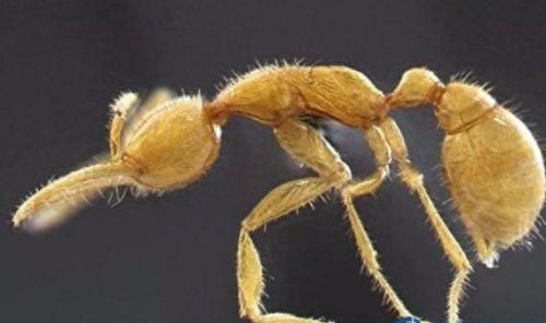 动物排行榜之十大动物祖先(十大古老动物排行榜)插图5 动物排行榜之十大动物祖先(十大古老动物排行榜)插图5