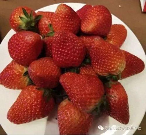 合肥十大水果品牌排行榜(合肥最好水果排名)插图3