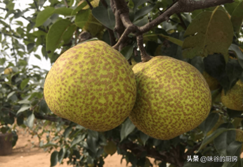 中国梨树产地排名前十(银梨树)插图5