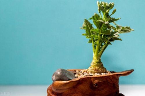 果蔬干十大排行榜(家庭自制果蔬干的做法)插图