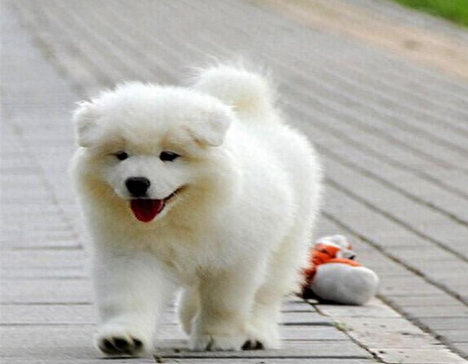 十大最喜欢养的狗狗排行榜(比较推荐养的十大狗狗)插图3